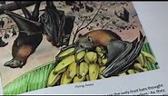 FREE HD Color Illustrations of Bat Varieties