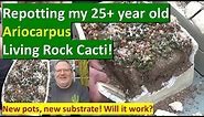 How I REPOT My 25+ Year Old Ariocarpus LIVING ROCK CACTUS Group #ariocarpus #cactus #cacti #potting