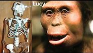Lucy the Most Important Link of Human Evolution | New Findings