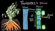 Phloem & translocation | Life processes | Biology | Khan Academy