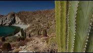 Towering Cacti of the Baja Peninsula