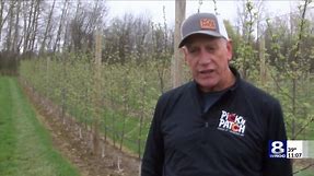 Pick'n Patch farm lights little fires to save apple picking season