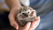 How Much Does a Hedgehog Cost? 2024 Price Guide | Pet Keen