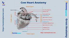 Cow Heart Anatomy - 4 Chambers with Labeled Diagram » AnatomyLearner >> Veterinary Anatomy Study Guide For Vet's Students