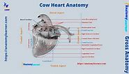 Cow Heart Anatomy - 4 Chambers with Labeled Diagram » AnatomyLearner >> Veterinary Anatomy Study Guide For Vet's Students