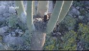 Bald eagles seen nesting in saguaro cactus in Central Arizona