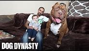 Meet 'Hulk': The Giant 175lb Family Pit Bull | DOG DYNASTY