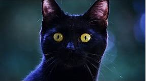 The Top 100 Black Cat Names and Their Fascinating Meanings!🐾🐱👍