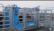 In Action | The Taurus Cattle Auto Drafter