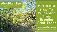 How to Prune and Train Espalier Fruit Trees | NatureHills.com