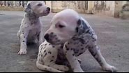Cute dalmatian puppies.
