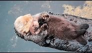 1 Day Old Sea Otter Trying to Sleep on Mom