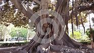 Giant Tree Roots of Ficus Tree in Valencia Park Spain Filmed in 4K Video Pan and Tilt Stock Video - Video of aged, banyan: 202210007