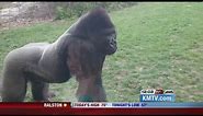 Gorilla breaks glass at Nebraska Zoo