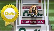 Meet Hustle and Shoots - The Fastest Dogs in Flyball!