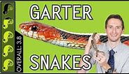 Garter Snake, The Best Pet Snake?