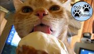 Cats Licking Ice Cream - Compilation // Only Animals