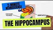 2-Minute Neuroscience: The Hippocampus