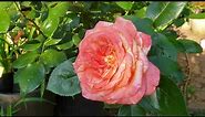 Peach Swirl Hybrid Tea Rose
