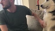 Husky Demands a Lot of Love from Owner