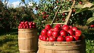 Your Guide to North Carolina Apples - College of Agriculture and Life Sciences