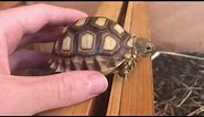 Baby Sulcata Tortoise Care Guide