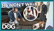 Trouble Walking The Overweight British Bulldog | It's Me or the Dog