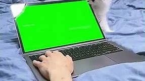 Cat Bites Laptop Screen - Green Screen Meme Video