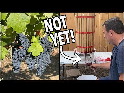 🍇 How to Make the Best Homemade Red Wine from Grapes #winemaking