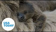 Baby sloth born at San Diego Zoo snuggles with mom | USA TODAY