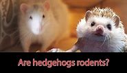 Are Hedgehogs Rodents? - Ask Quilly