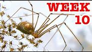 Scary Redback Spiders Meet Daddy Long Legs Cellar Spider Week 10