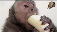 Capuchin Monkey & Mushy Banana