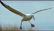Albatrosses Use Their Nostrils To Fly | Nature's Biggest Beasts | BBC Earth