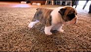 English Bulldog puppies learning to walk for the first time