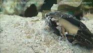 Lightning Whelk hatchlings feeding