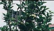 Grow Apples in Jos, Nigeria