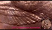 Inspecting the 2000 P Sacagawea dollar wounded Eagle Error Variety