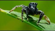 It’s Mate or Die for this Jumping Spider | Seven Worlds, One Planet | BBC Earth