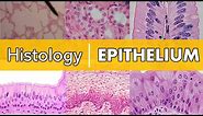 Histology | Epithelium