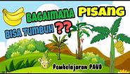 Bagaimana Pisang Bisa Tumbuh | Pembelajaran PAUD | Tema Tanaman | Sub Tema Tanaman Buah