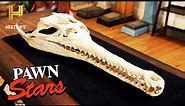 60 Million-Year-Old Dyrosaurus Worth $16,000! | Pawn Stars Do America (Season 1)