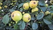 Crab Apples facts & history