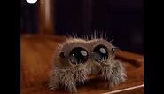 Lucas The Spider
