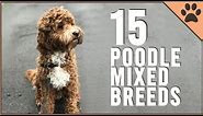 15 Poodle Mix Breeds That Will Melt Your Heart