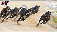 British greyhound racing - Track race 480m