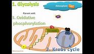 Cellular (Aerobic) respiration animation of process. (Grade 11)