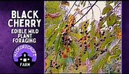 Black Cherry | Edible Wild Plant Foraging | Harvesting Cherries