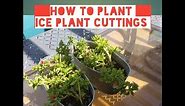 How to plant red apple aptenias in pots or in ground from cuttings