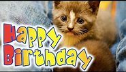 Happy Birthday Kitten - A super cute kitty birthday ecard